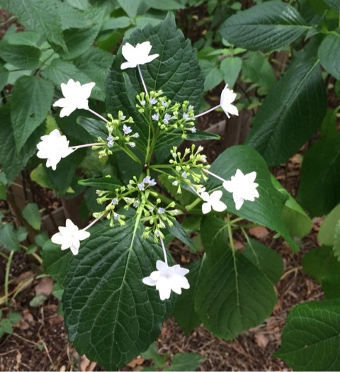 ぬかた園地の紫陽花は生駒山ハイキング感覚で 鏡花水月 花つむぎ