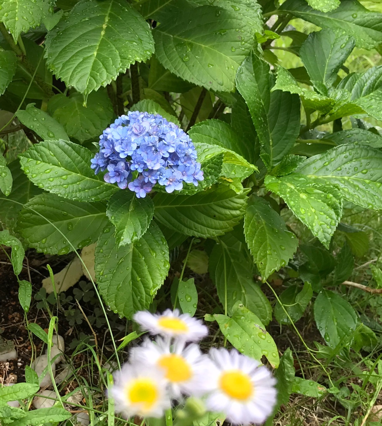 新鮮なヒメジョオン 貧乏草 最高の花の画像