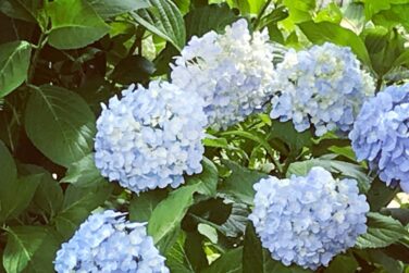 名前の由来と花言葉 ページ 2 鏡花水月 花つむぎ