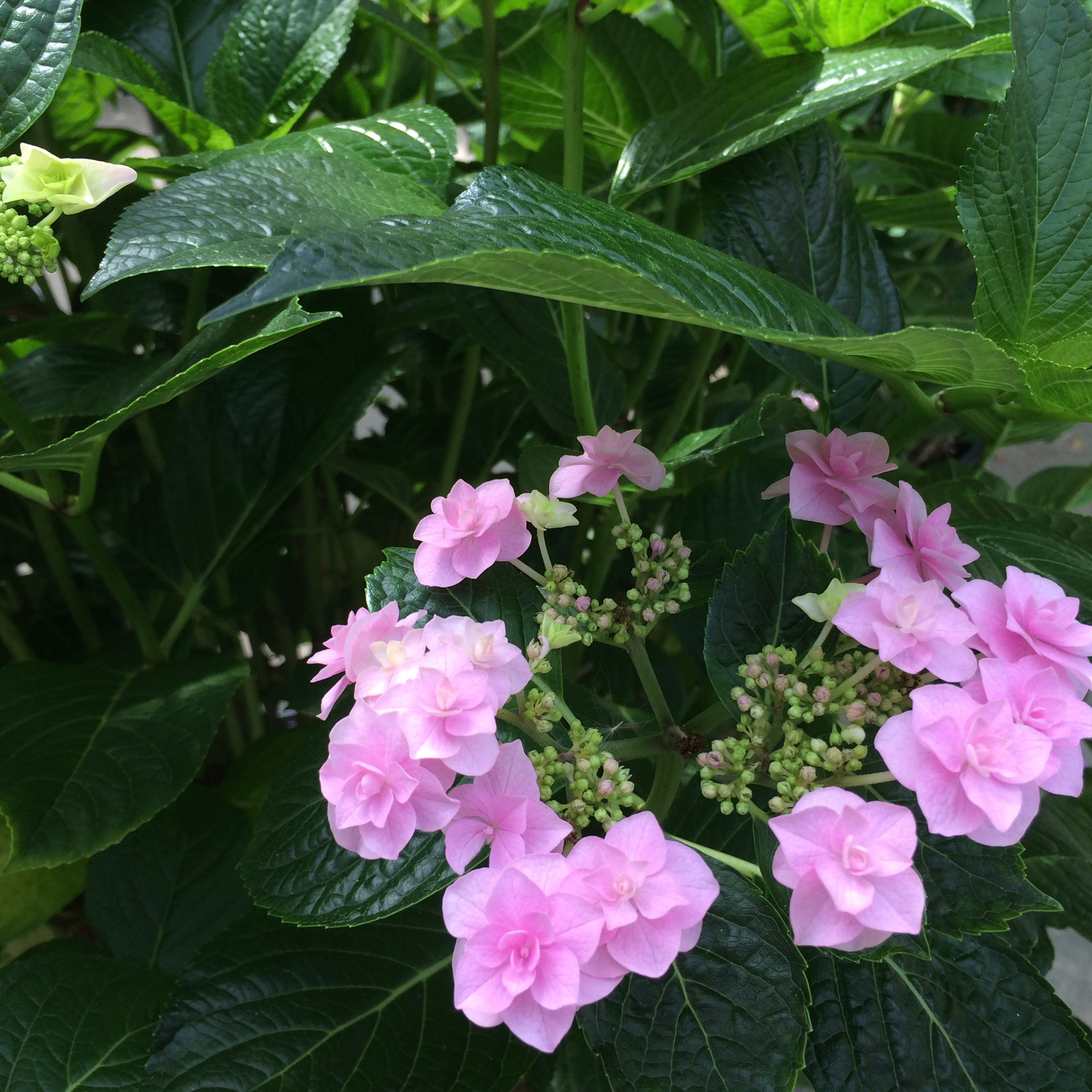 紫陽花関西 京都府立植物園で遊ぶおすすめデートコース 鏡花水月 花つむぎ