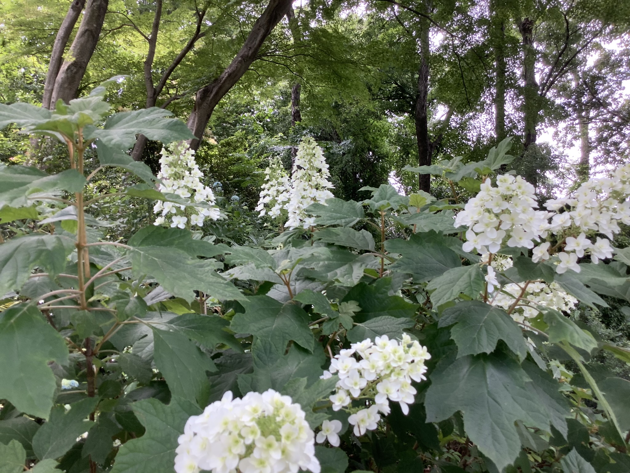 紫陽花関西 神戸市立森林植物園あじさいの小径デート 鏡花水月 花つむぎ