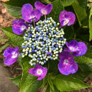 紫陽花の鉢植え 水 土 肥料のタイミングはいつ 鏡花水月 花つむぎ