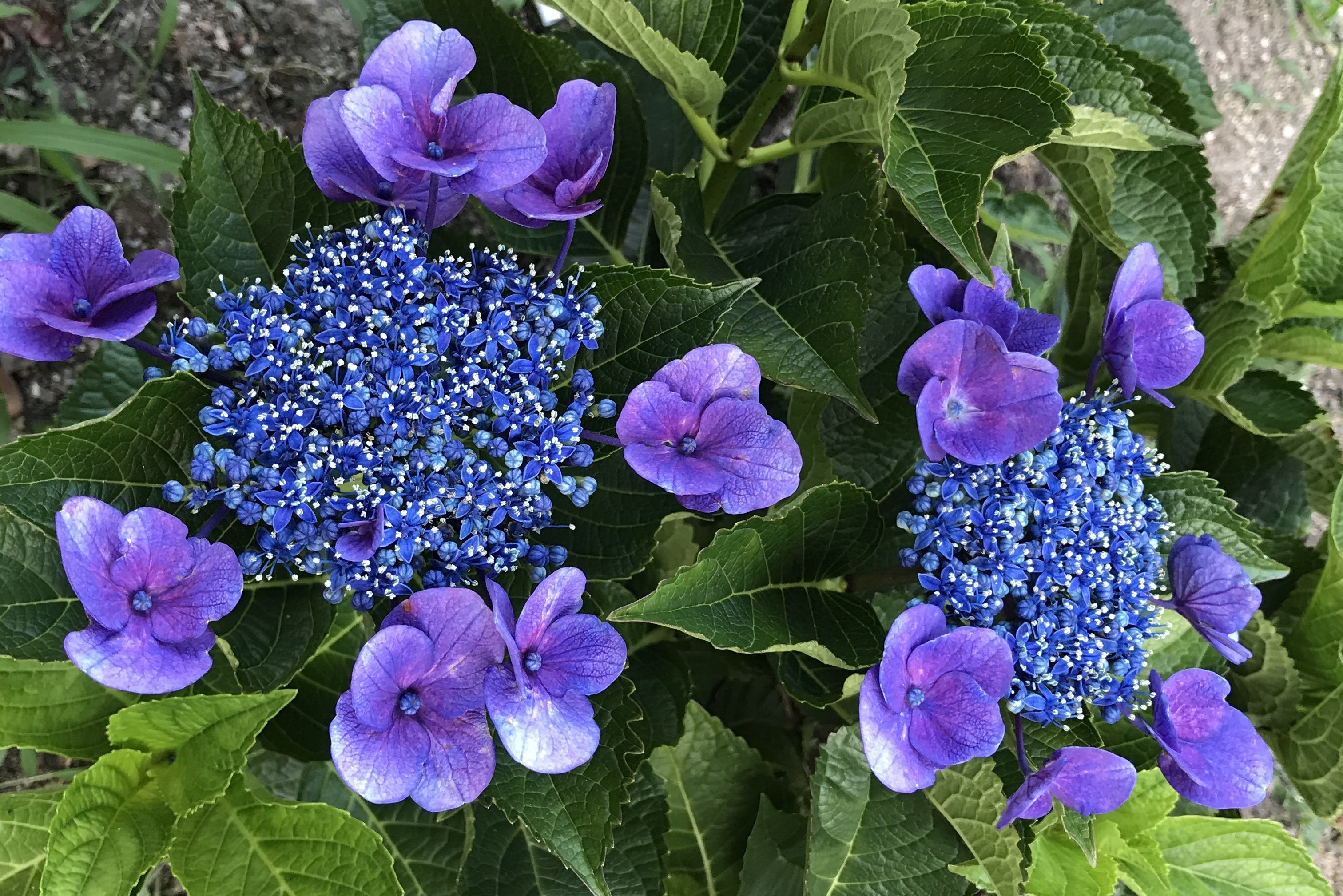 紫陽花 関西穴場なデートスポット厳選３ 鏡花水月 花つむぎ