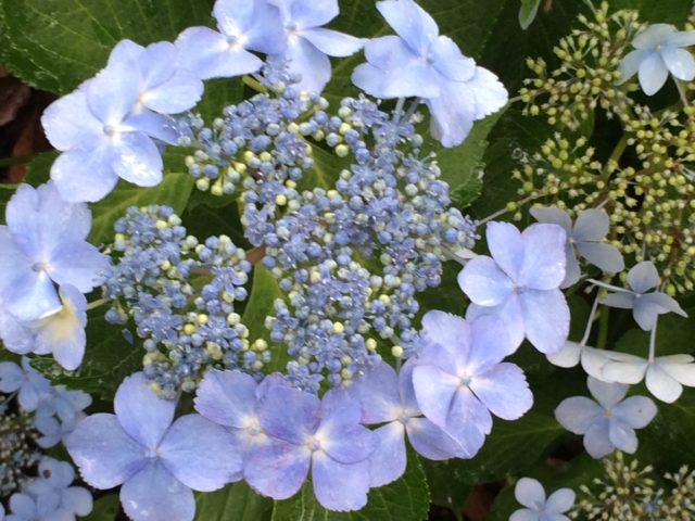 紫陽花の名前の由来と別名 ギフトに最適な花色と花言葉を徹底解説 鏡花水月 花つむぎ