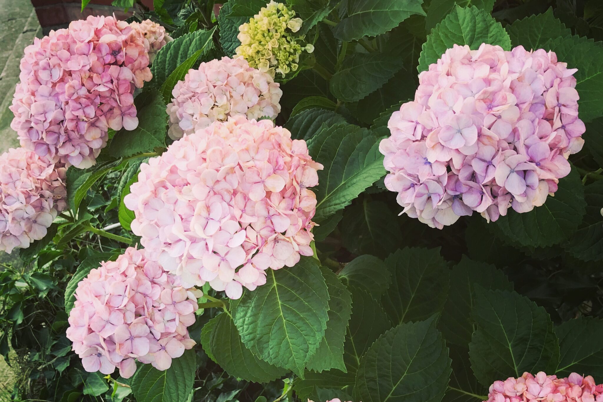 紫陽花 別名 俳句
