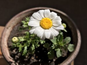 ノースポールとマーガレット 葉っぱの違いと簡単な見分け方 鏡花水月 花つむぎ