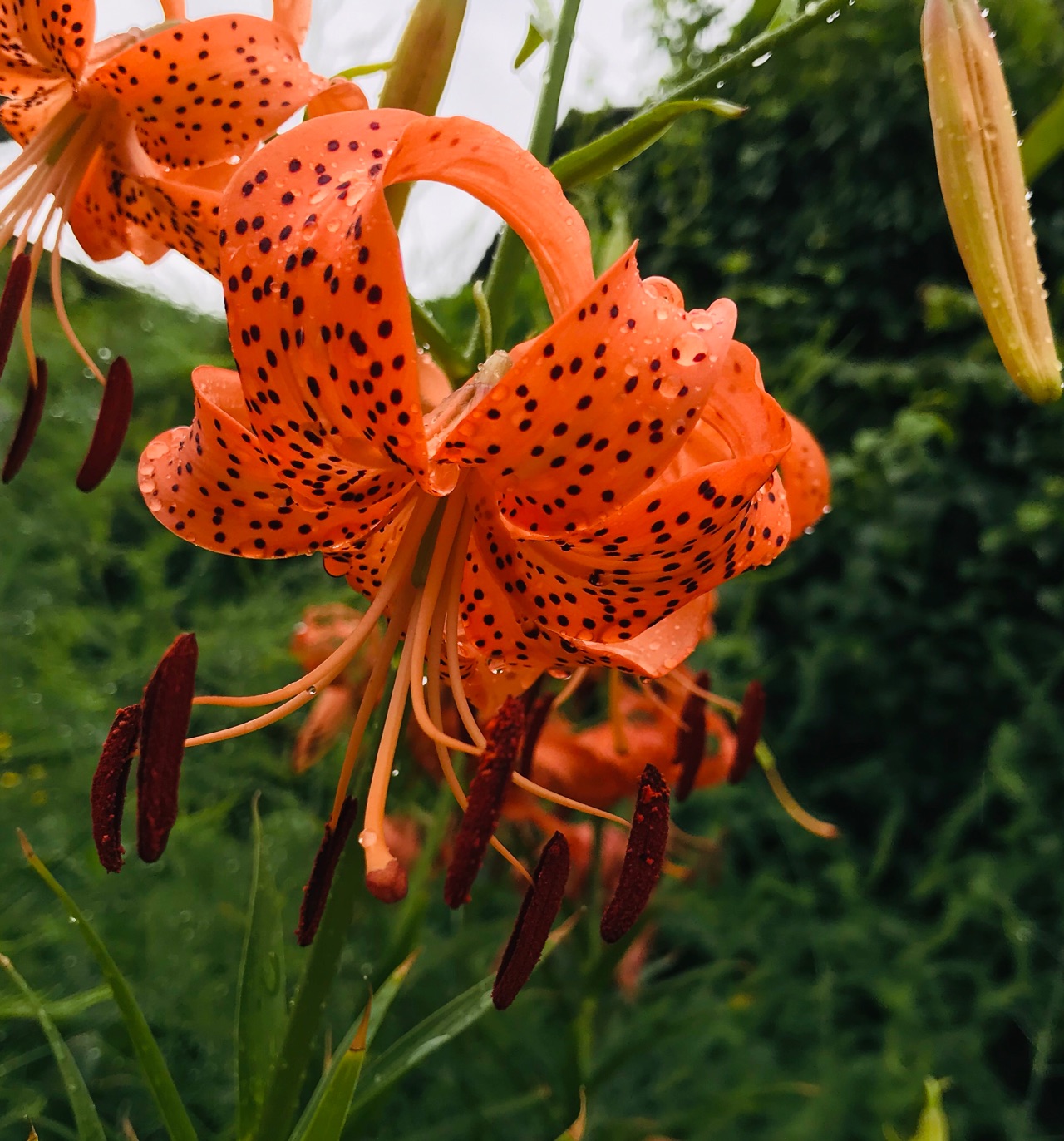 美しい花の画像 綺麗なユリ根 花