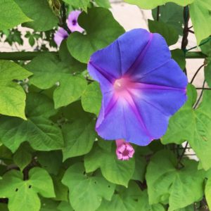 朝顔 昼顔 夕顔 夜顔の違いと簡単に見分ける方法 鏡花水月 花つむぎ