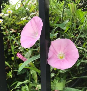 朝顔 昼顔 夕顔 夜顔の違いと簡単に見分ける方法 鏡花水月 花つむぎ