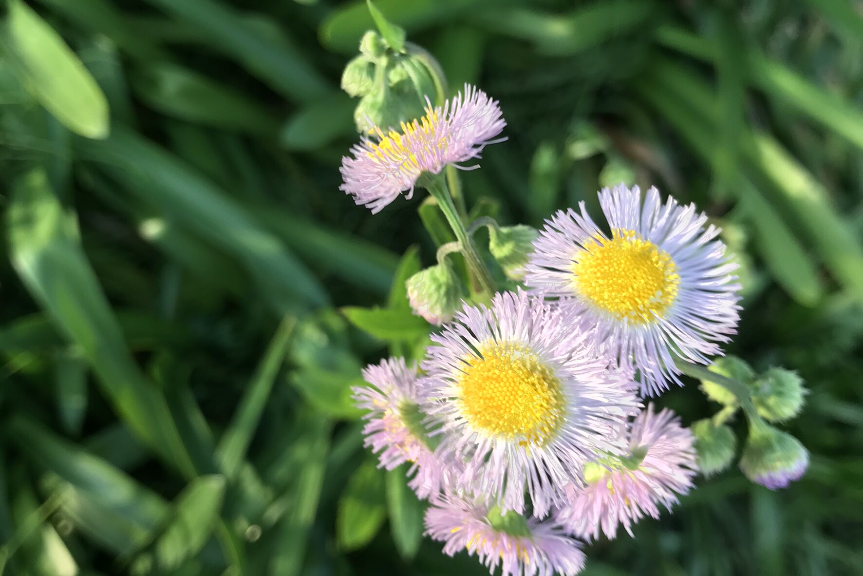 ハルジオン 春紫苑 とヒメジョオン 姫女苑 の違いを簡単に見分ける方法 鏡花水月 花つむぎ