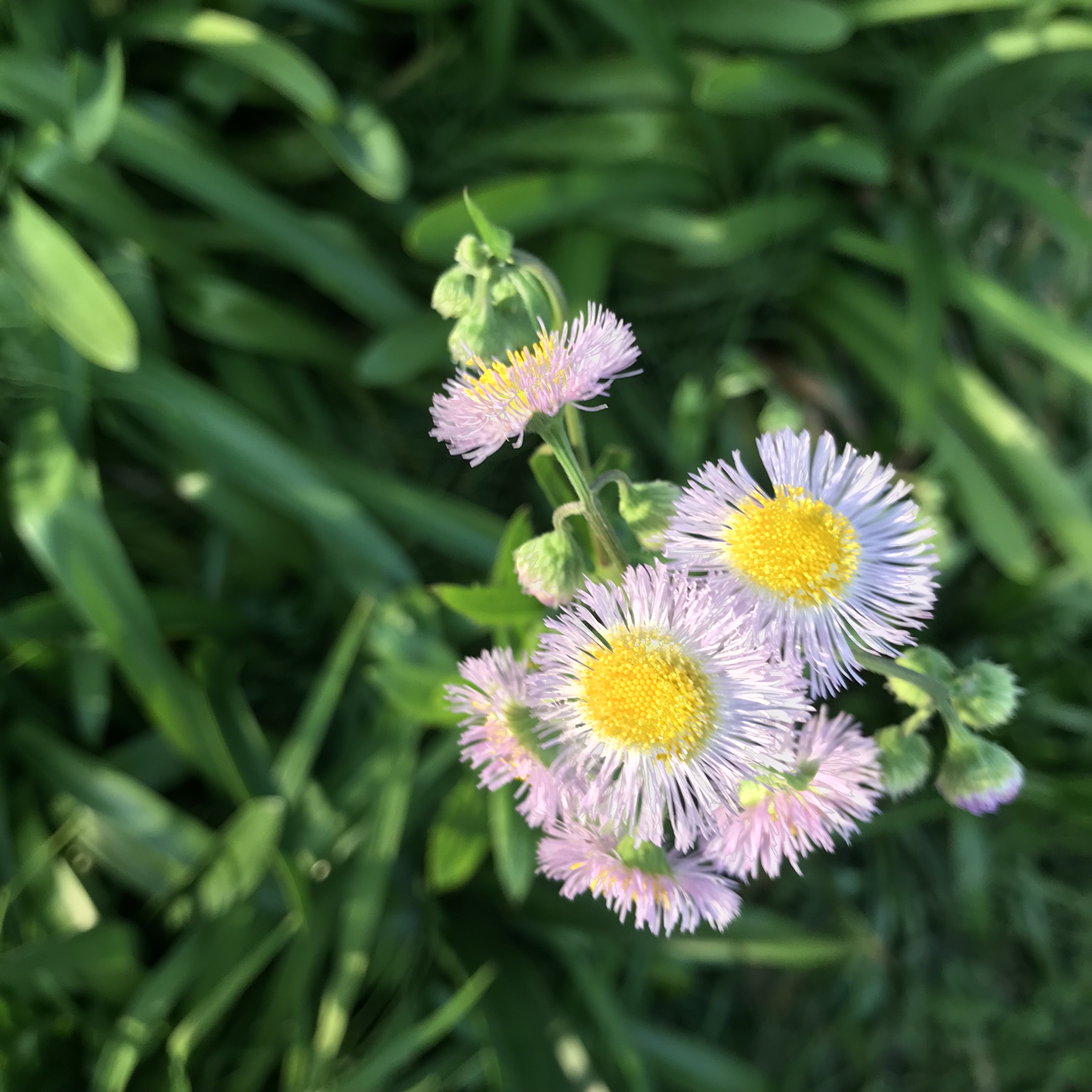 ハルジオン 春紫苑 とヒメジョオン 姫女苑 の違いを簡単に見分ける方法 鏡花水月 花つむぎ