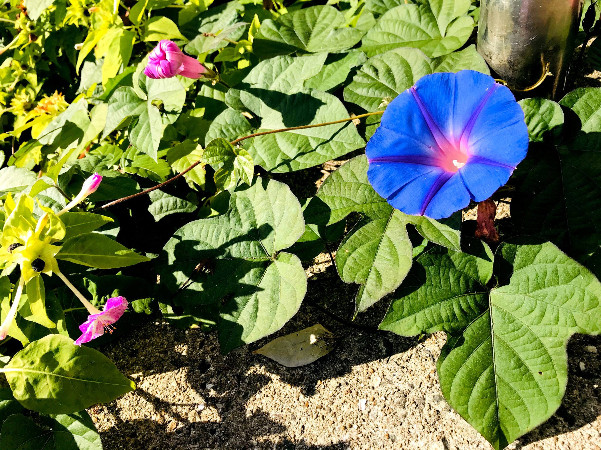 朝顔・昼顔・夕顔・夜顔の違いと簡単に見分ける方法 | 鏡花水月★花つむぎ