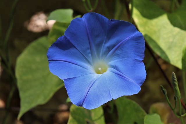 朝顔 昼顔 夕顔 夜顔の違いと簡単に見分ける方法 ページ 2 鏡花水月 花つむぎ