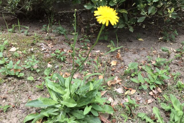 蒲公英 タンポポ と西洋タンポポ タンポポモドキの違いと見分け方 鏡花水月 花つむぎ