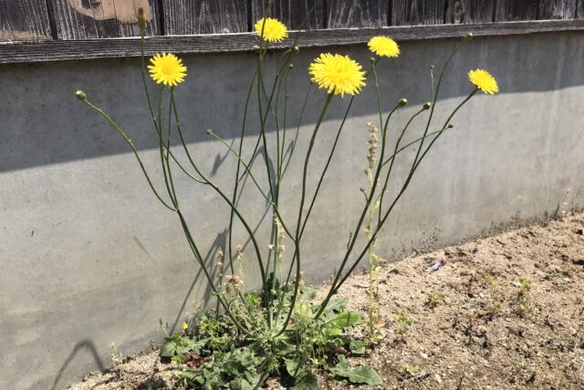 蒲公英 タンポポ と西洋タンポポ タンポポモドキの違いと見分け方 鏡花水月 花つむぎ