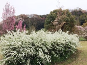 オオデマリと紫陽花の見分け方 コデマリとの違いとは 鏡花水月 花つむぎ