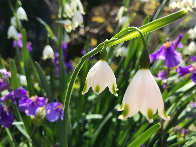 鈴蘭に似た白い花 スノーフレーク 鈴蘭水仙 とスノードロップの見分け方 鏡花水月 花つむぎ