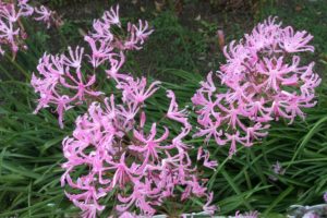 彼岸花にそっくりな花 赤やピンクの花の名前は 鏡花水月 花つむぎ