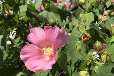 似ている花の見分け方 鏡花水月 花つむぎ