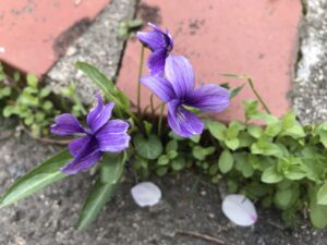 菫 スミレ とパンジー ビオラの違いと簡単な見分け方 鏡花水月 花つむぎ