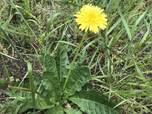 蒲公英 タンポポ と西洋タンポポ タンポポモドキの違いと見分け方 鏡花水月 花つむぎ