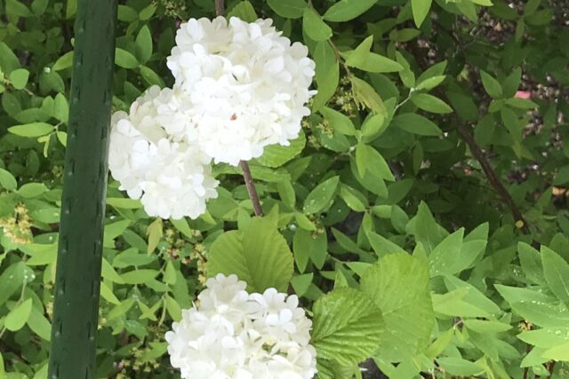 オオデマリと紫陽花の見分け方 コデマリと雪柳との違いとは 鏡花水月 花つむぎ