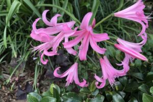 彼岸花にそっくりな花 赤やピンクの花の名前は 鏡花水月 花つむぎ