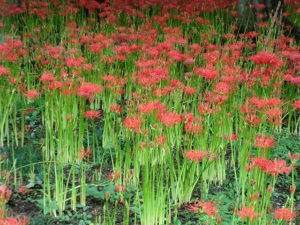 彼岸花 ヒガンバナ の謎 怖くない別名の由来と前向きな色別花言葉 鏡花水月 花つむぎ