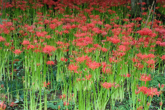 矢勝川 やかちがわ 堤の彼岸花と ごんぎつね の故郷 鏡花水月 花つむぎ