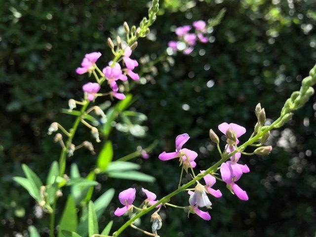 萩 ハギ に似た草花 ９月に咲く赤紫の草花の名前が凄い 鏡花水月 花つむぎ