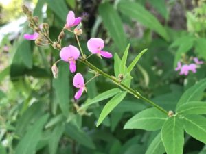 萩 ハギ に似た花 ９月に咲く赤紫の草花の名前が凄い 鏡花水月 花つむぎ