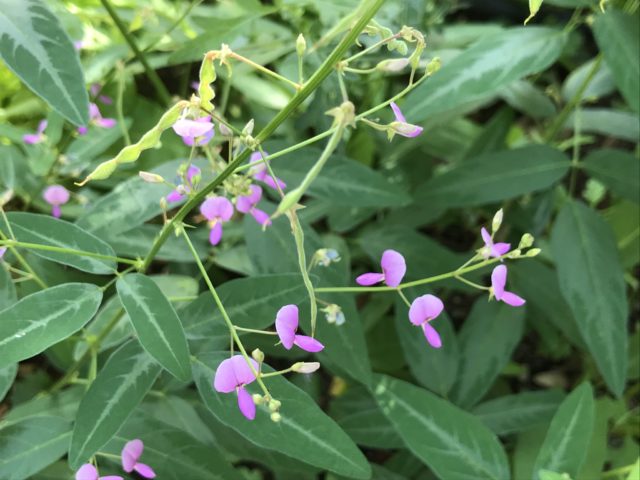 六通】萩の実紫の花-