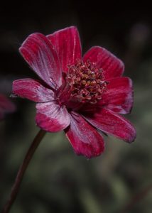 チョコレートコスモス 花言葉が蘇る小説本と漫画作品 鏡花水月 花つむぎ