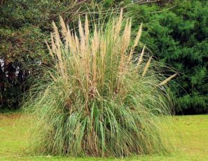 パンパスグラスの切り花で簡単シックな秋のインテリア 鏡花水月 花つむぎ