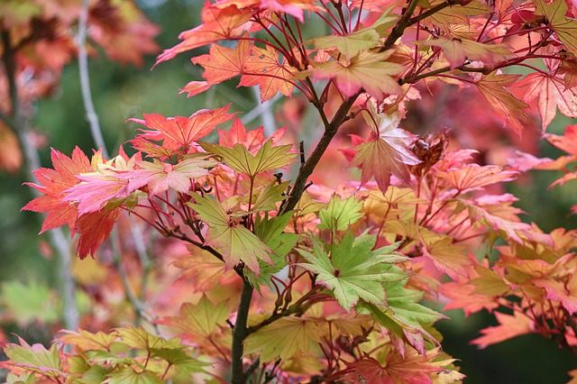 紅葉・黄葉（こうよう）の仕組みと紅葉狩りにベストな時期 鏡花水月★花つむぎ