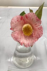 西洋椿 ツバキ は秋咲きの女王様 鏡花水月 花つむぎ