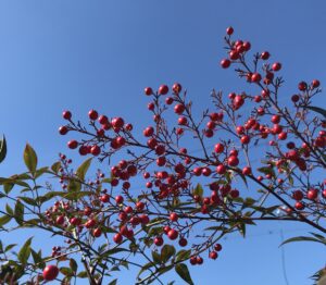 千両 センリョウ 万両 マンリョウ の見分け方と南天との違い 鏡花水月 花つむぎ