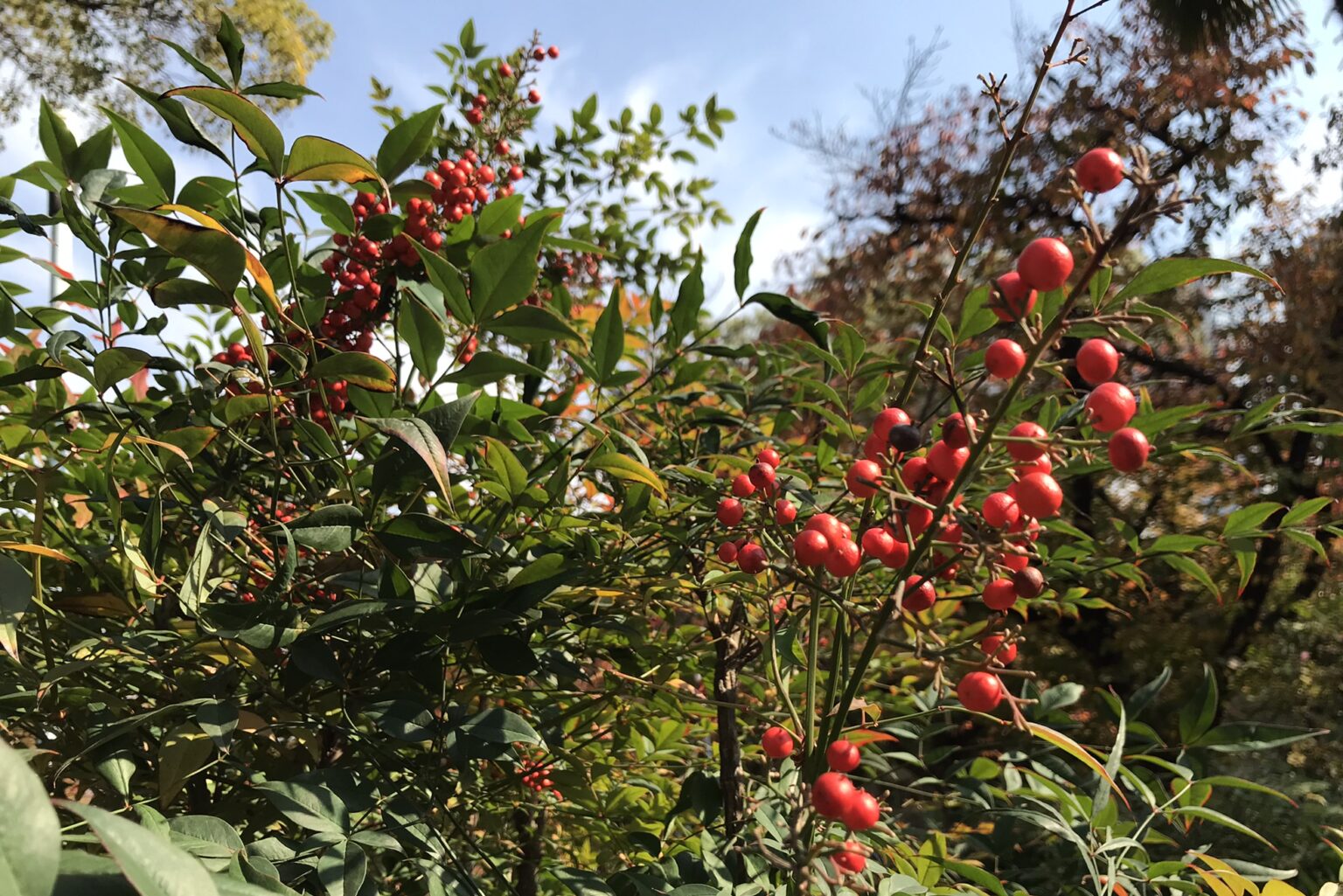 千両（センリョウ）・万両（マンリョウ）の見分け方｜南天との違いとは？ | 鏡花水月★花つむぎ