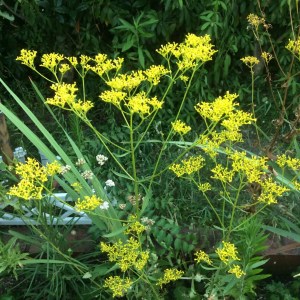 オミナエシ 女郎花 の意外な匂い 名前の由来と花言葉の伝説 鏡花水月 花つむぎ