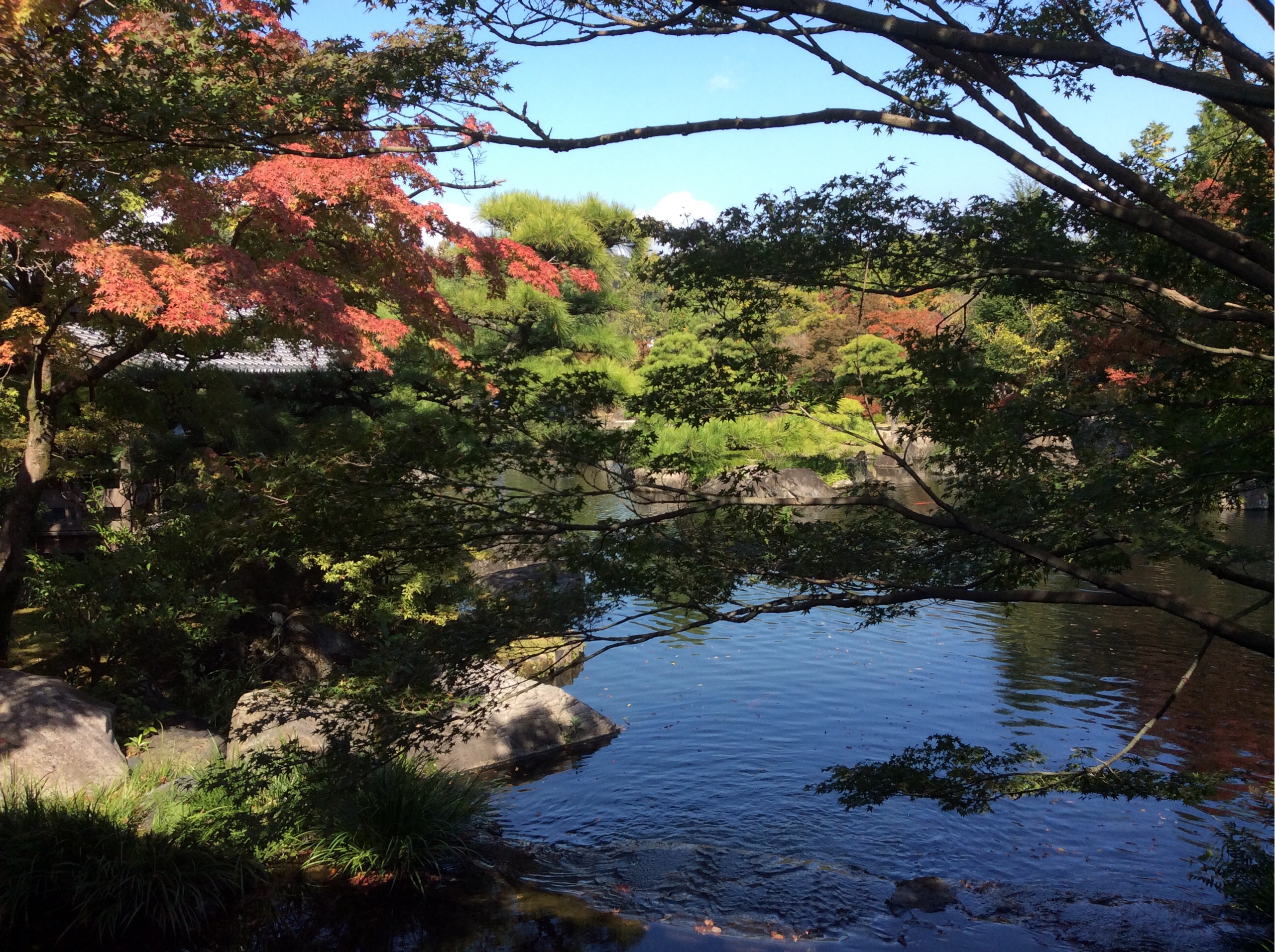 姫路城好古園で晩秋の紅葉散策デート 鏡花水月 花つむぎ