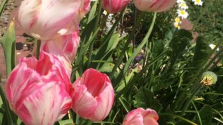 鈴蘭に似た白い花 スノーフレーク 鈴蘭水仙 とスノードロップの見分け方 鏡花水月 花つむぎ