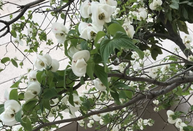 ハナミズキに似た初夏の白い花 ヤマボウシ 山法師 はシンボルツリー 鏡花水月 花つむぎ