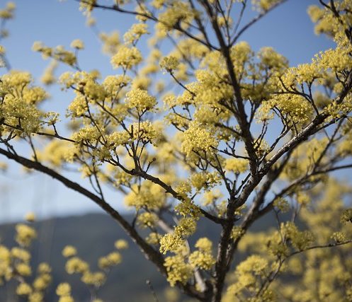 冬の花さんぽは樹木に注目 ロウバイ 蝋梅 とサンシュユ 山茱萸 鏡花水月 花つむぎ
