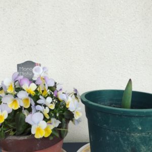 チューリップの球根からふたつの芽が出た立春 鏡花水月 花つむぎ