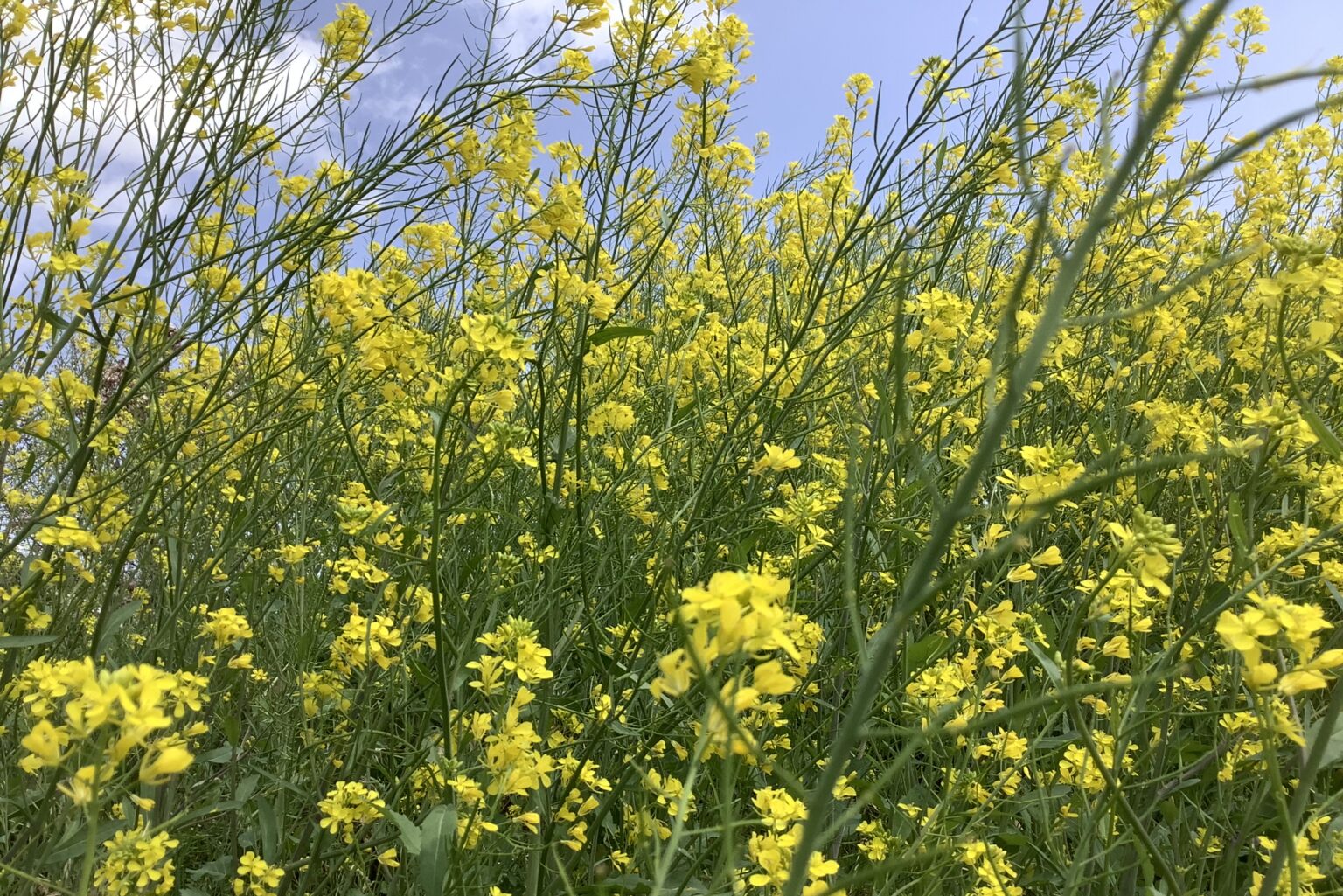 菜の花(ナノハナ)と油菜(アブラナ)と菜花(ナバナ)ってどう違うの? | 鏡花水月★花つむぎ