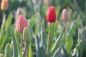 初心者でも簡単 チューリップの球根 晩秋の植え付け作業 鏡花水月 花つむぎ