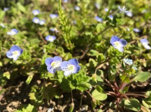 春の道端に咲く青い草花 星の瞳 の本名にビックリ 鏡花水月 花つむぎ