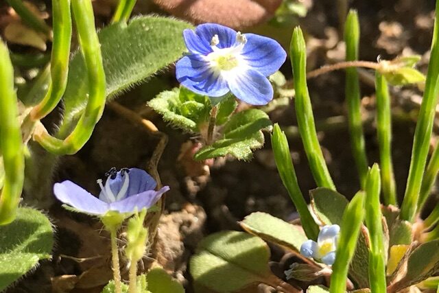 早春の道端に咲く青い草花 星の瞳 の本名にビックリ 鏡花水月 花つむぎ