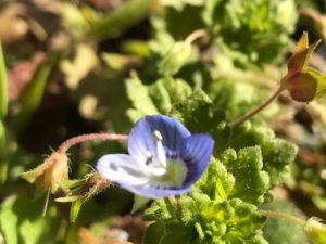 早春の道端に咲く青い草花 星の瞳 の本名にビックリ 鏡花水月 花つむぎ