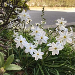 街路樹の下で咲く白い星形の草花 ハナニラ はニラの仲間 鏡花水月 花つむぎ